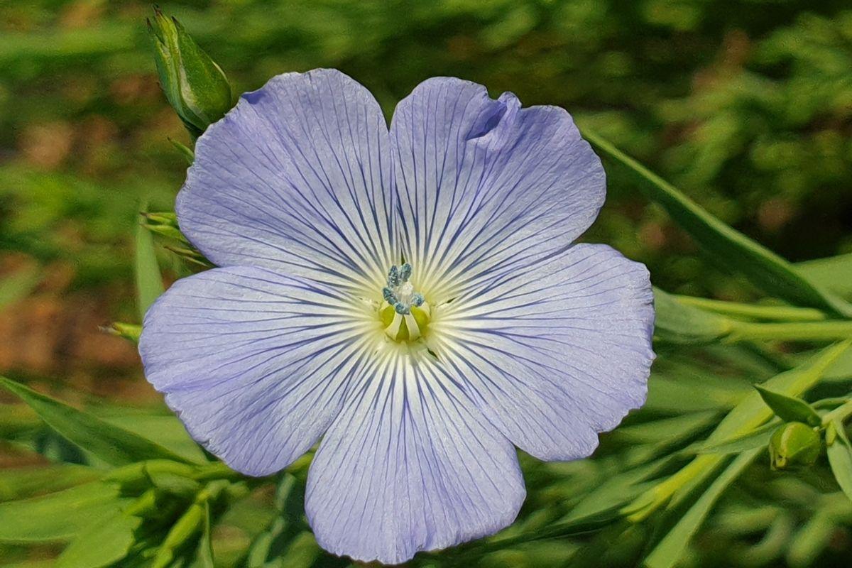 Figure 1: Croxton Flax Flower